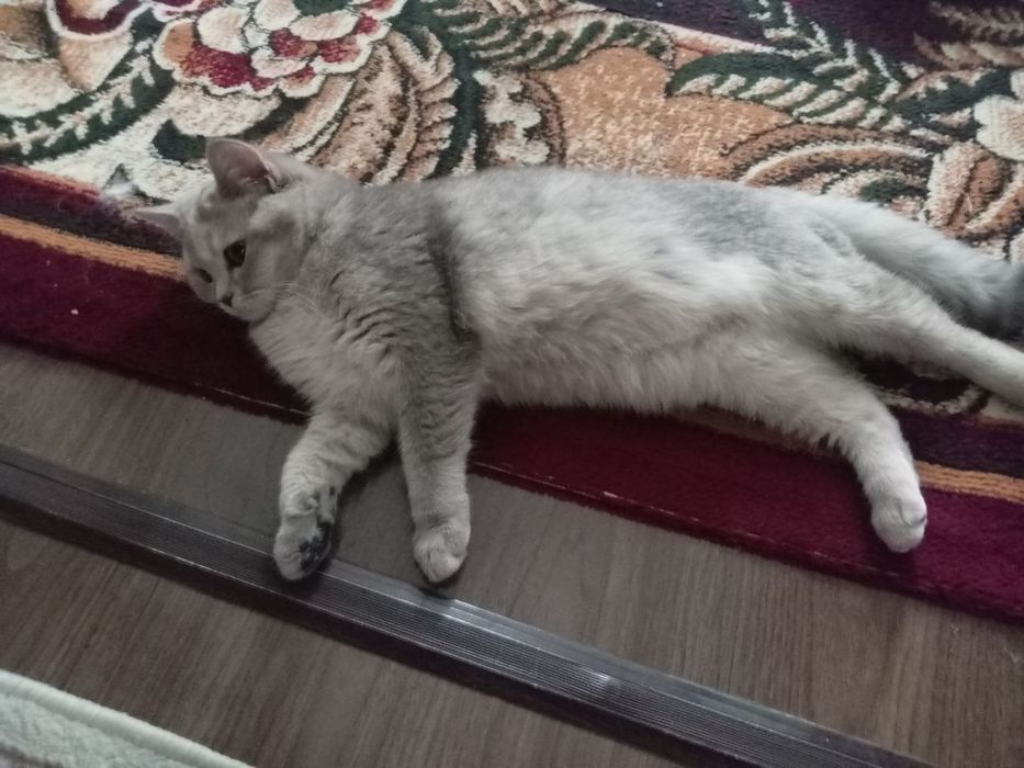 Скотишстрайт зотли мушук сотилади.