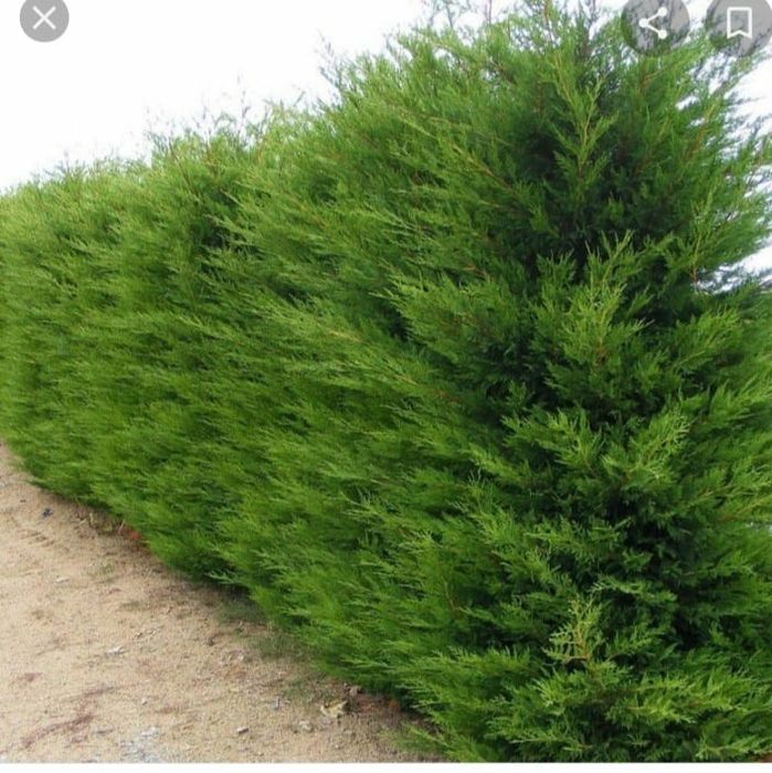 Leylandii pentru gard viu