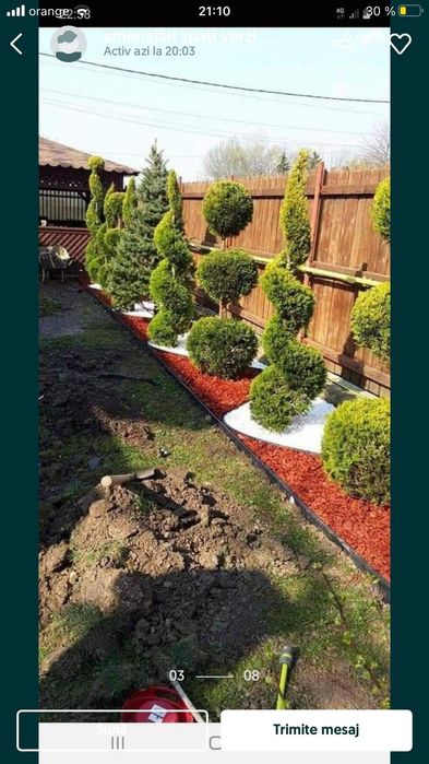 Tuia brazi mesteacăn tei salcie prunus criptomenia Danica magnolia