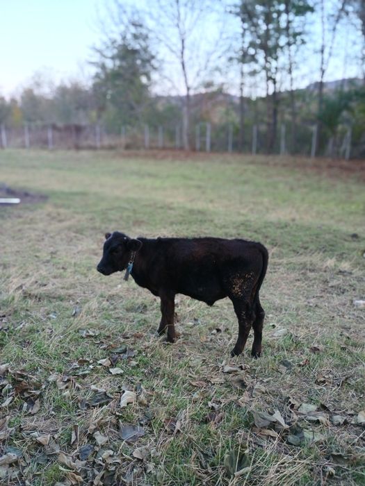 Tăuraș de vânzare