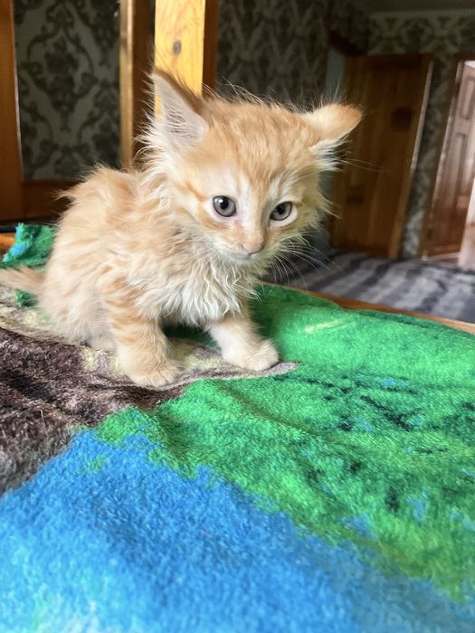 Chiroyli aqlli 2 oylik mushukcha hadyaga beriladi