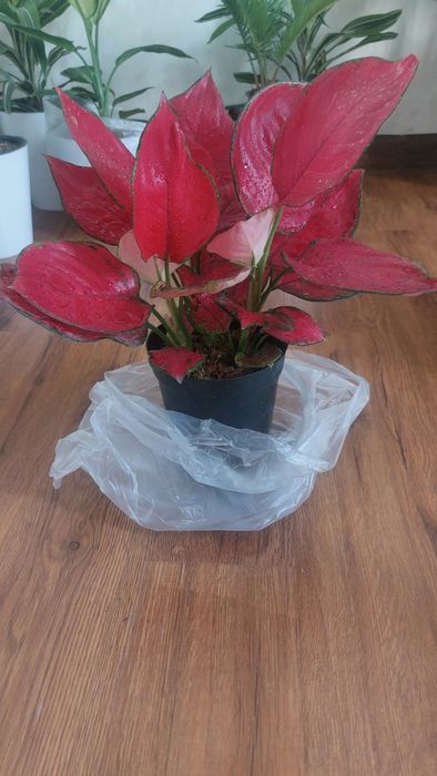 Продаю цветы Агло ред два куст.1) фото цена 80.000 2) фото цена 75.000