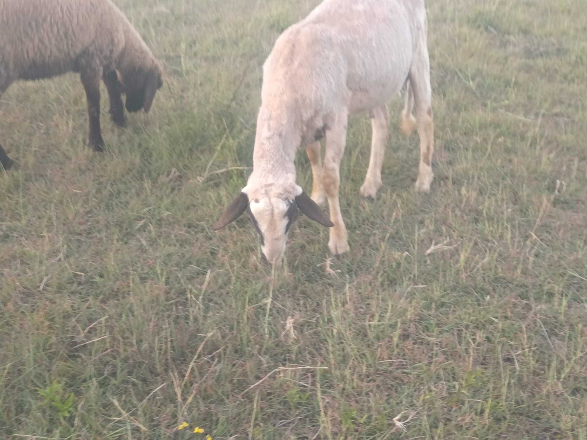 Vand miel metis carabas si tigaie ruginie