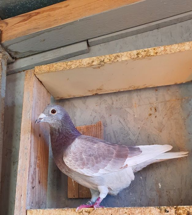 Porumbei fond maraton