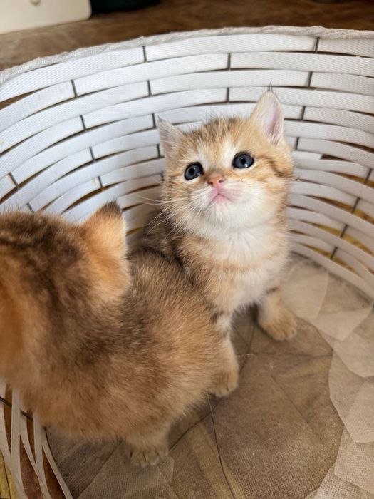 Mushuchalaga bron ochildi