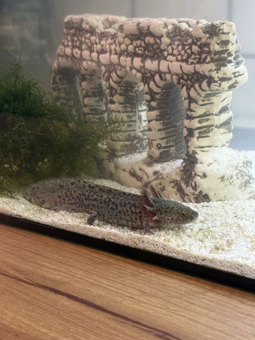 Мексиканска амбистома /аксолотъл/