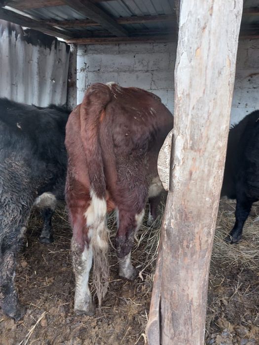 Продаются быки 1,5 годовалые