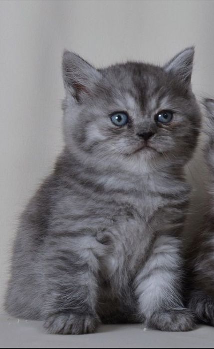 British shorthair mascul