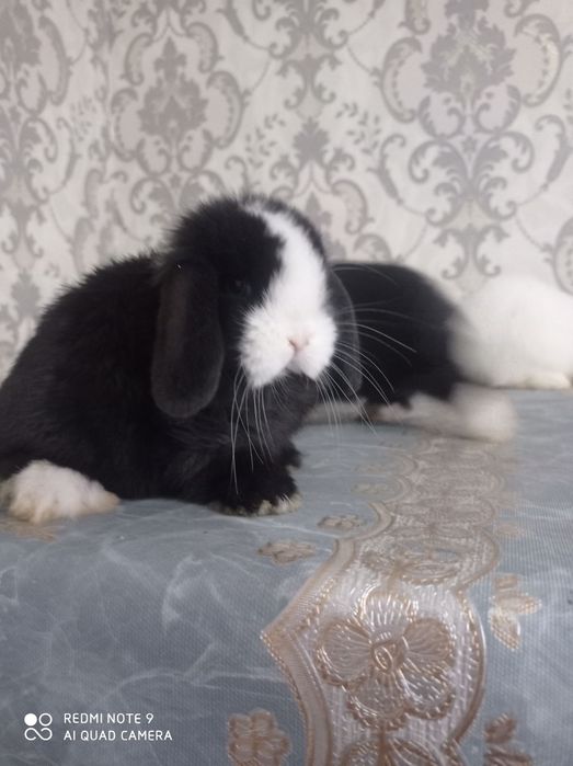 Karlik barang minilop splitlar