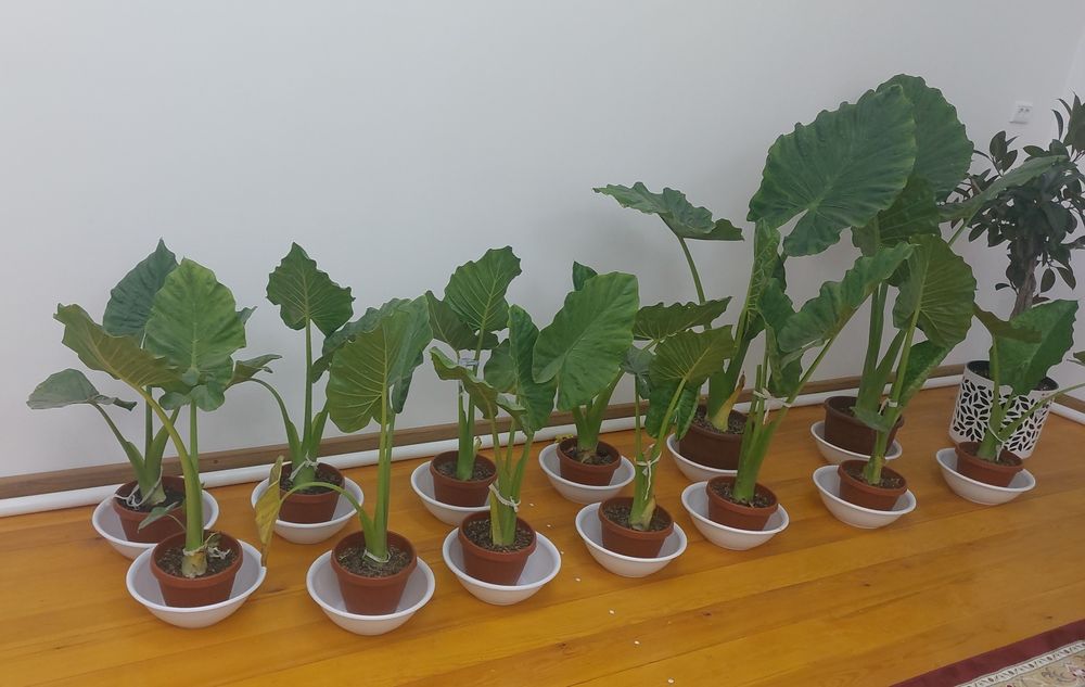 Арма гуллари сотилади. Офис учун гуллар