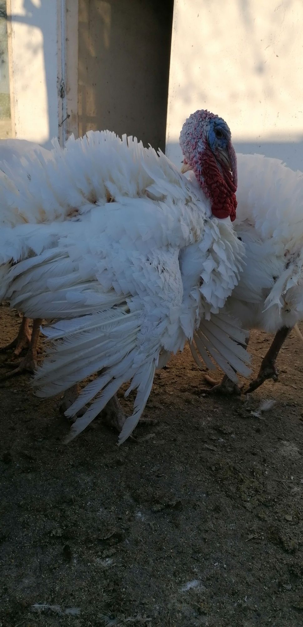 Curcani de casă crescuți natural