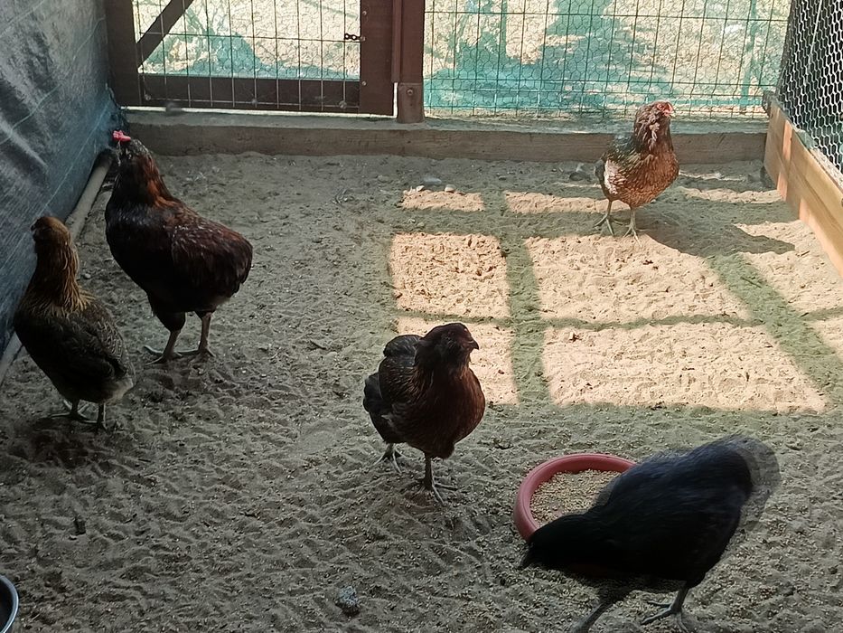 Oua  araucana pentru incubat