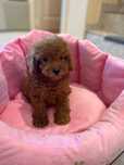 Pui Poodle – Sănătos, Jucăuș și Pregătit pentru Noua Familie!