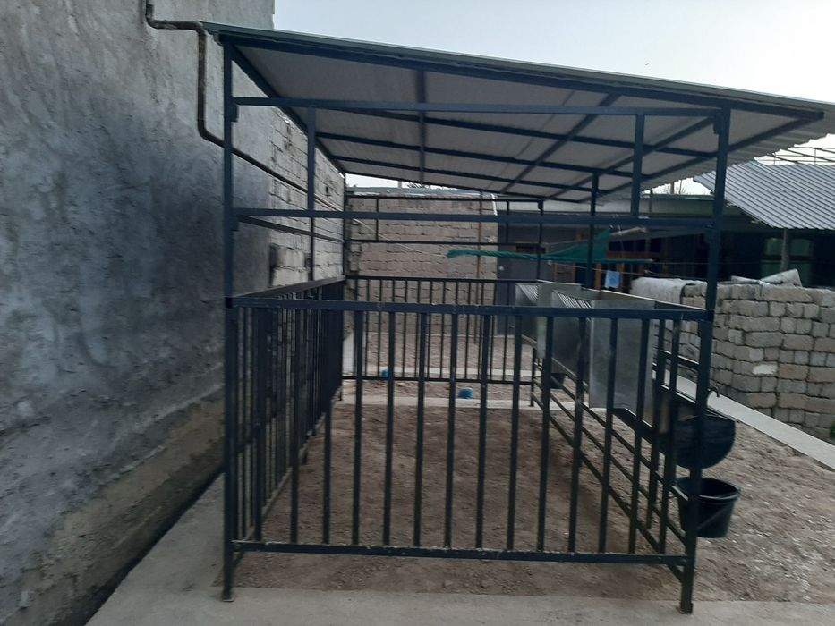Qoy hona yeğiladigan