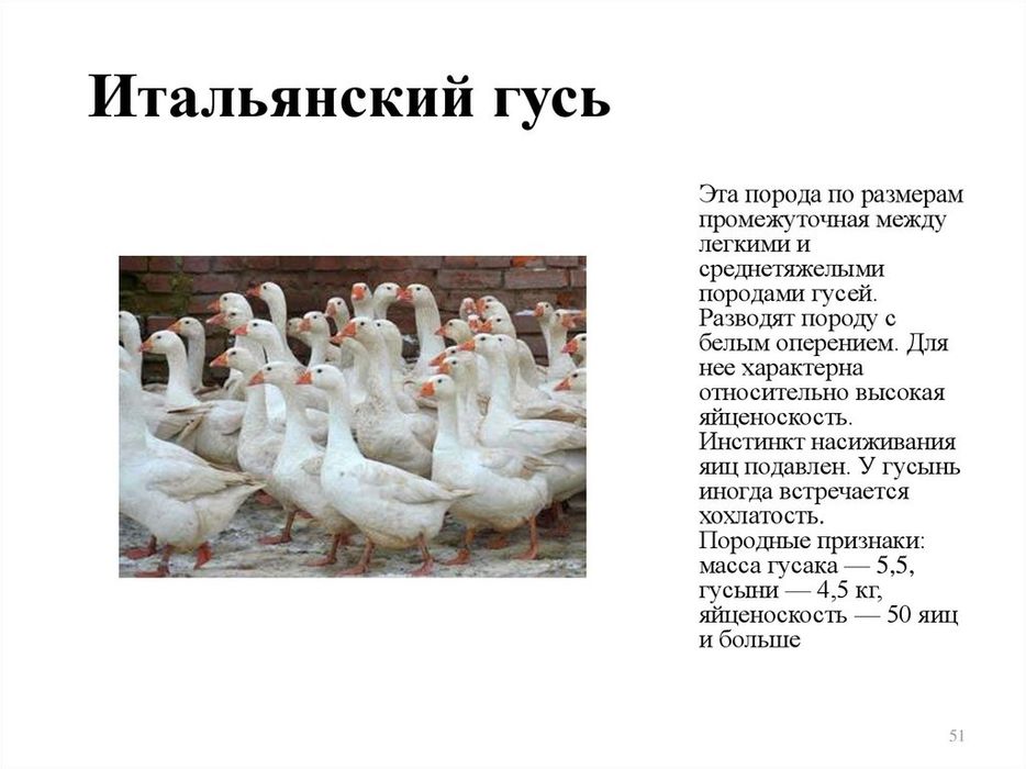 Продам оптом инкубационное яйцо гуся 13 апреля