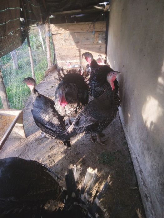 Curci  curcani crescuți cu boabe