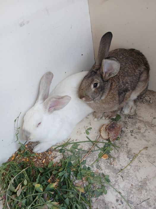 Bir jup quyon sotiladi modasi bogoz jupi 550 ming