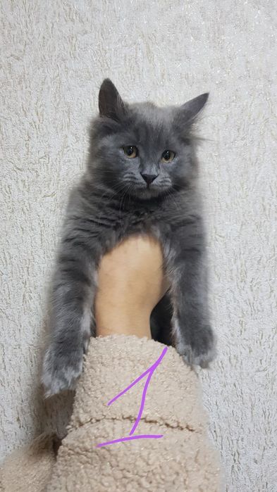 Продаю кошек девочка и мальчик