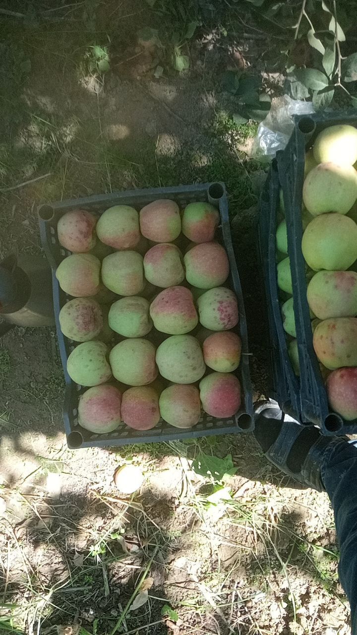Olma bor. Arzon. Toshkent tumani Sabzavot mahalla