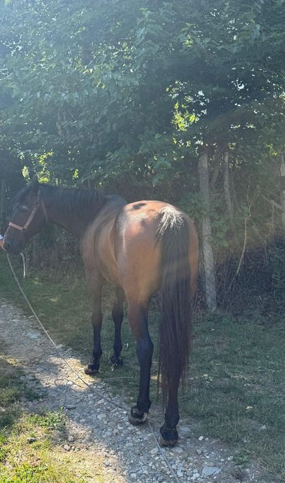 Cal de vanzare  perfect pentru gospodarie / lucru