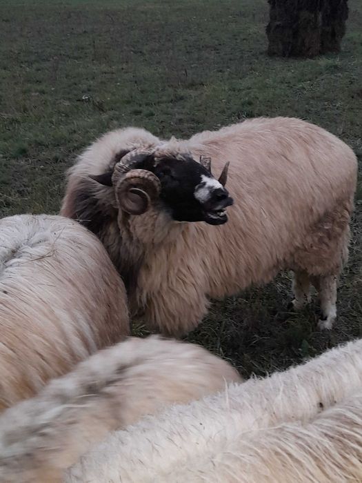 Vând strămior breaz