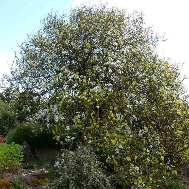 Див лимон - Poncirus trifoliata