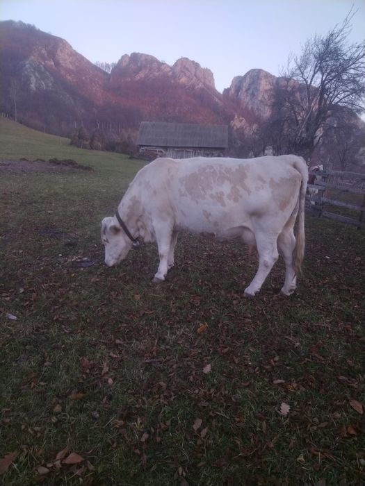 Vaca gestanta in 3 luni, buna de lapte, cuminte la muls