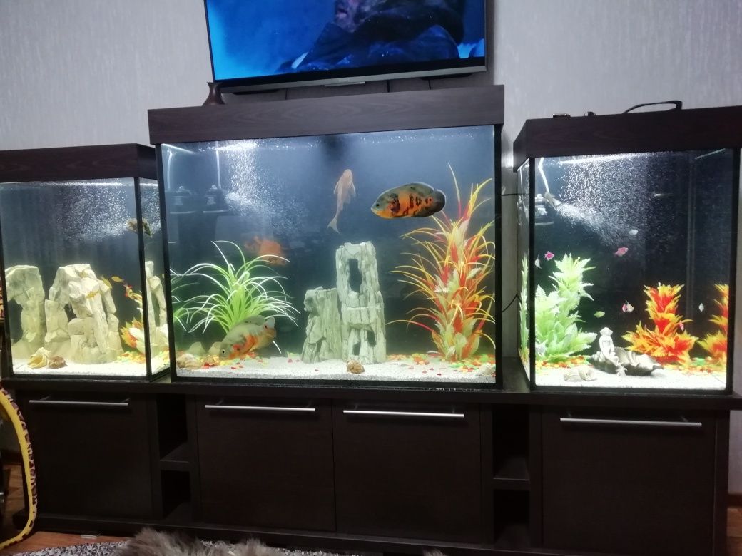 Продам аквариумы