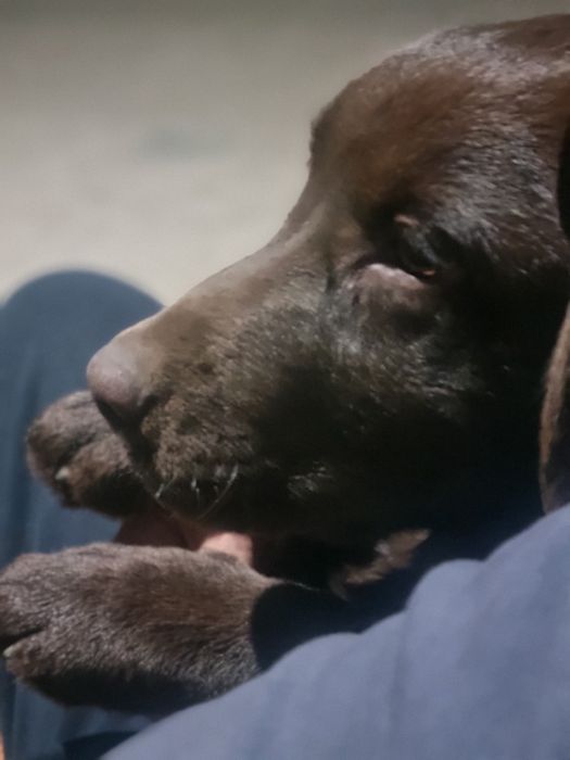 Продаётся щенок лабрадора