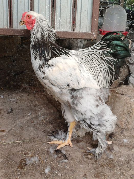 Cocoși brahma diferite  culori și  vârste