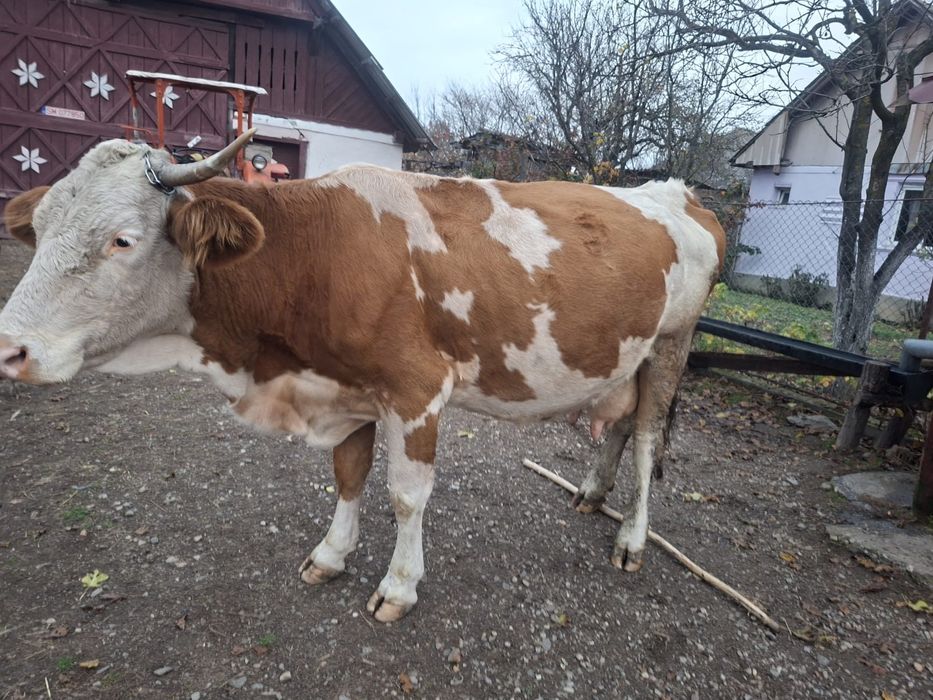 Vând Vaca cu lapte