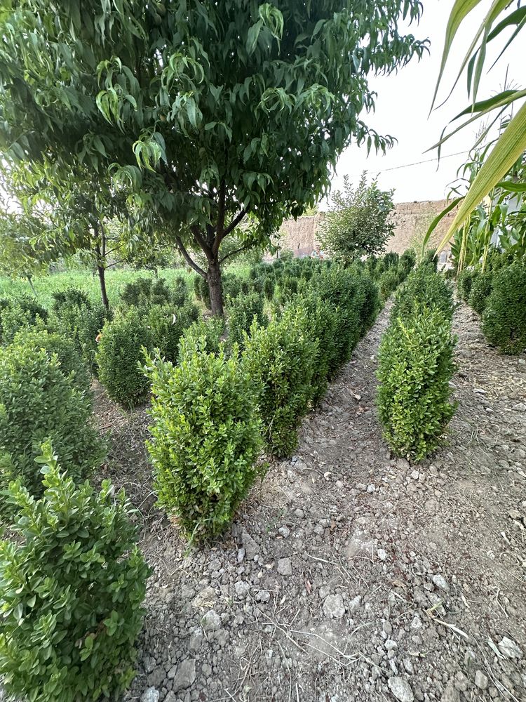 shamshod kochatla