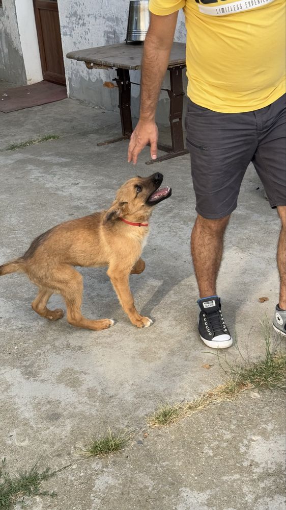 Jerry cauta stapan | adoptie caine