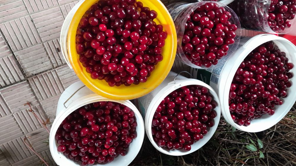 Продам свежую вишню около
