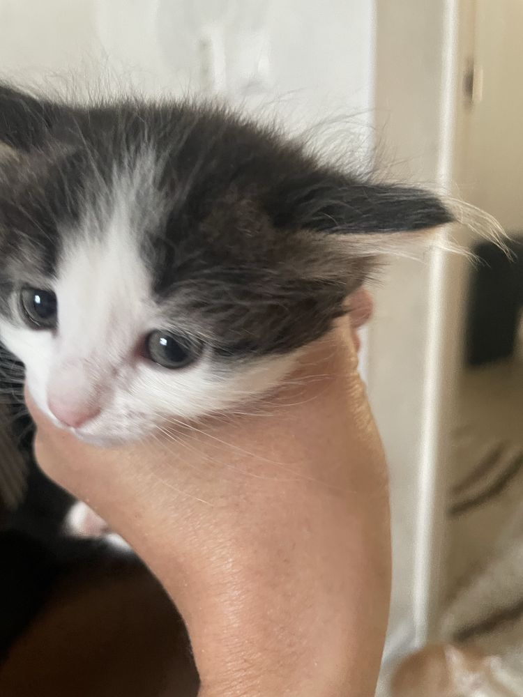 Котенок бесплатно
