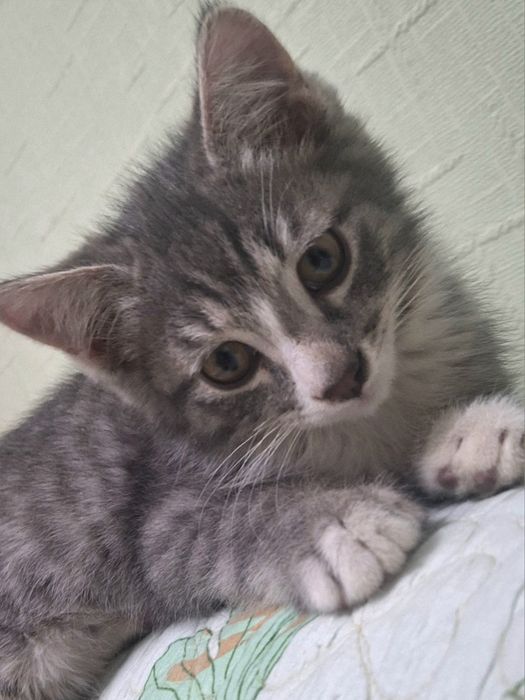 Маленкий серый котёнок