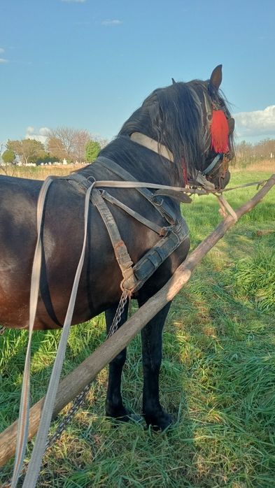 Vând armăsar de 6 ani