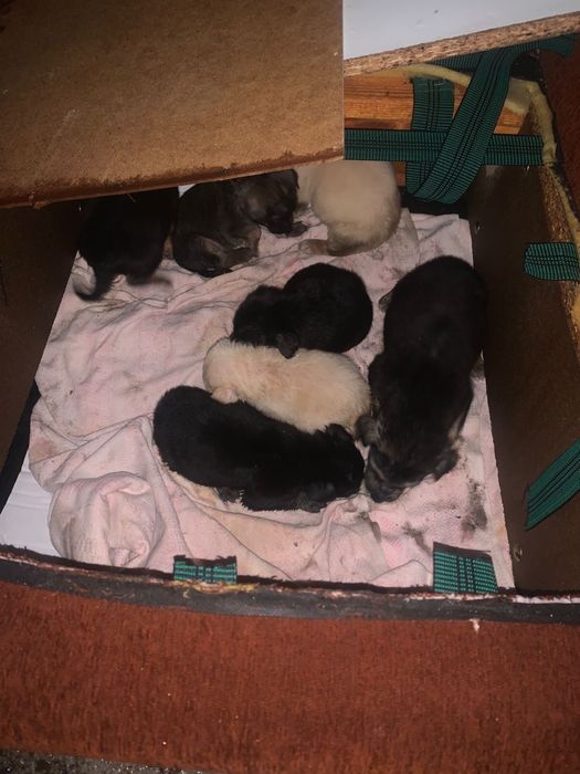 Щенята Sos помощь