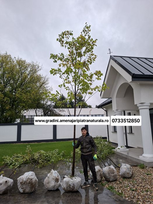 Mesteacan alb (betula pendula)