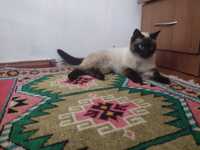 Потерянная Сиамская кошка