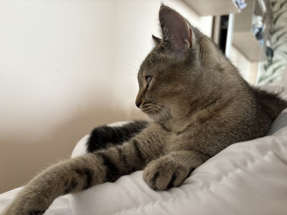 Котенок девочка 8 мес