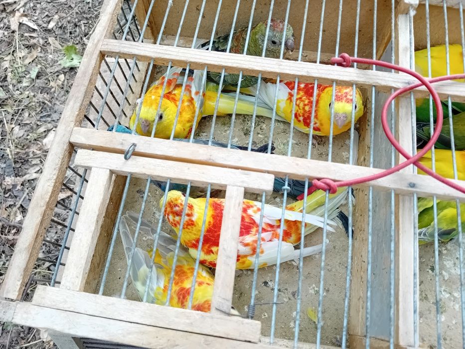 Vând  Kakariki. Agaponis..peruși