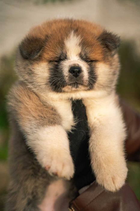 Акита ину бебета