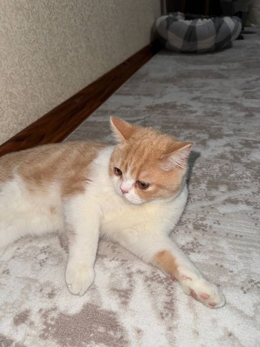 Шотландский Скоттиш Страйт