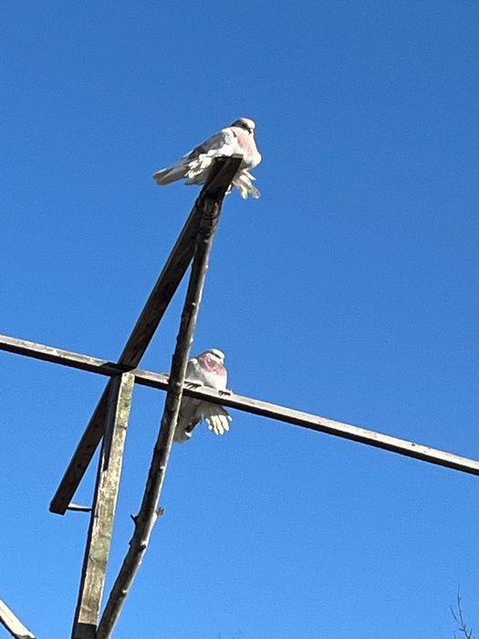 Продам срочно голубей