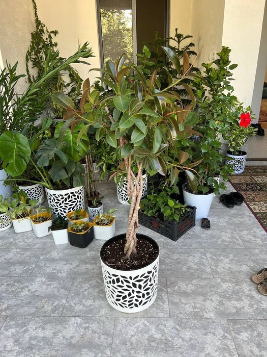 Офис тувак гуллар