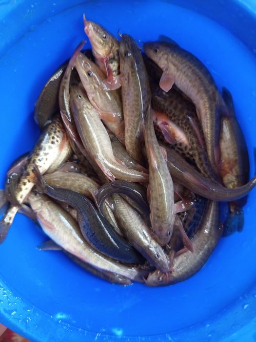 Живец карась, гольян, разного размера тенге  разного размера