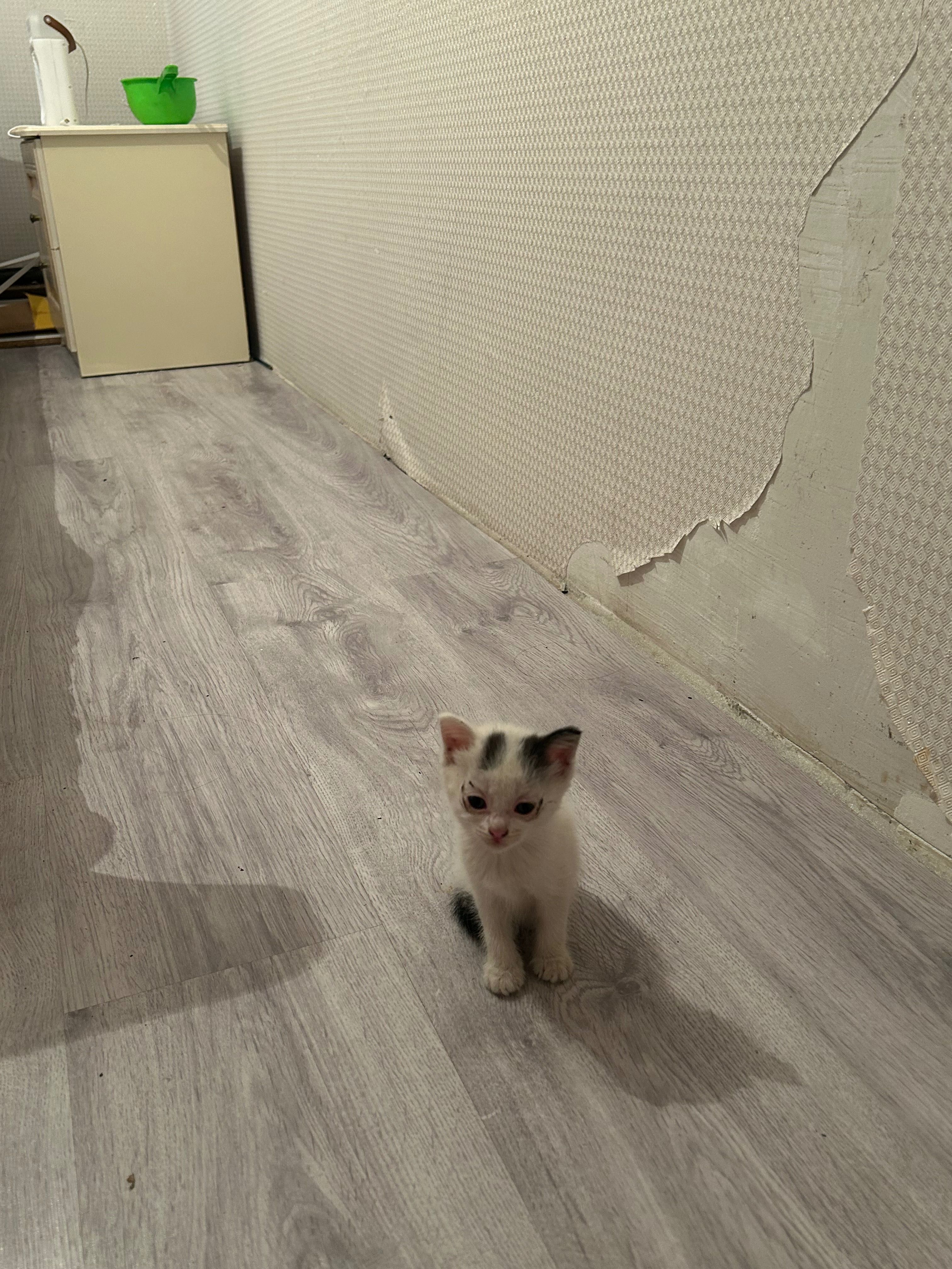 Котята в добрые руки — очень ласковые