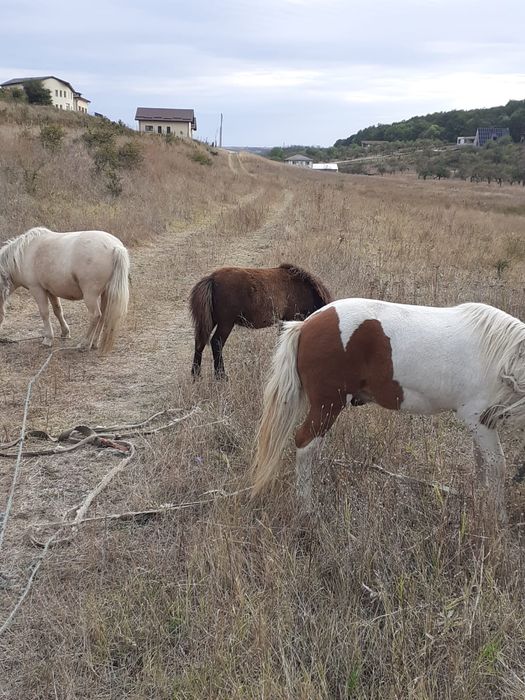 Vand ponei foarte cuminți