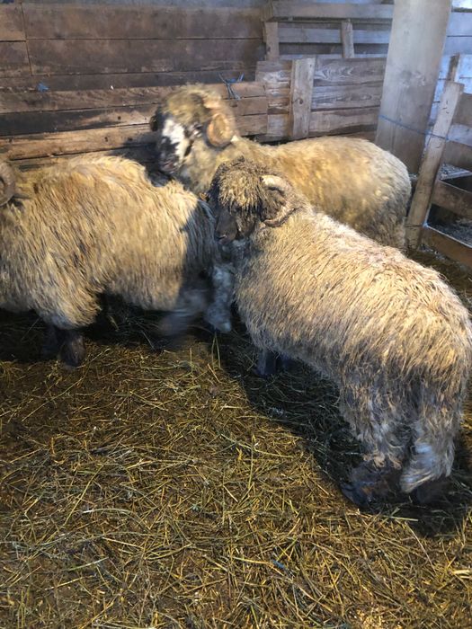 Vând trei berbecuț